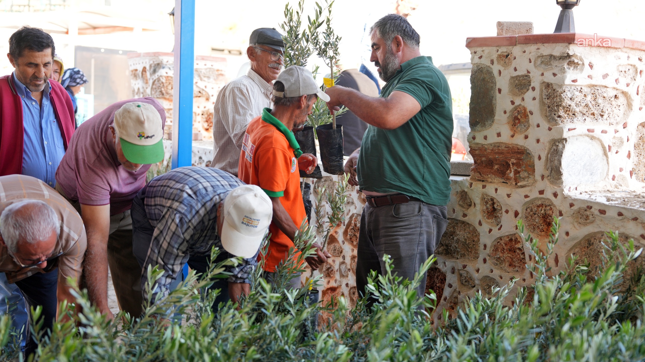 Alanya'da yangından zarar gören vatandaşlara yönelik zeytin fidanı dağıtımı başladı